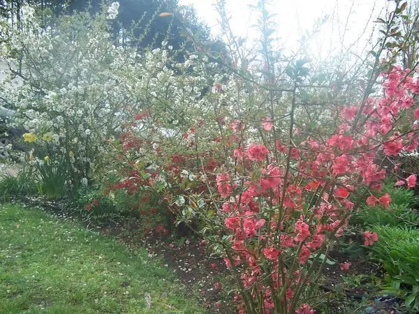 Chaenomeles japonica