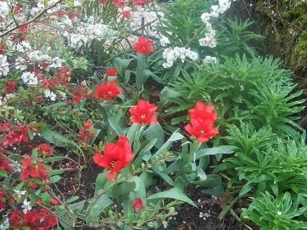 Tulipes rouges