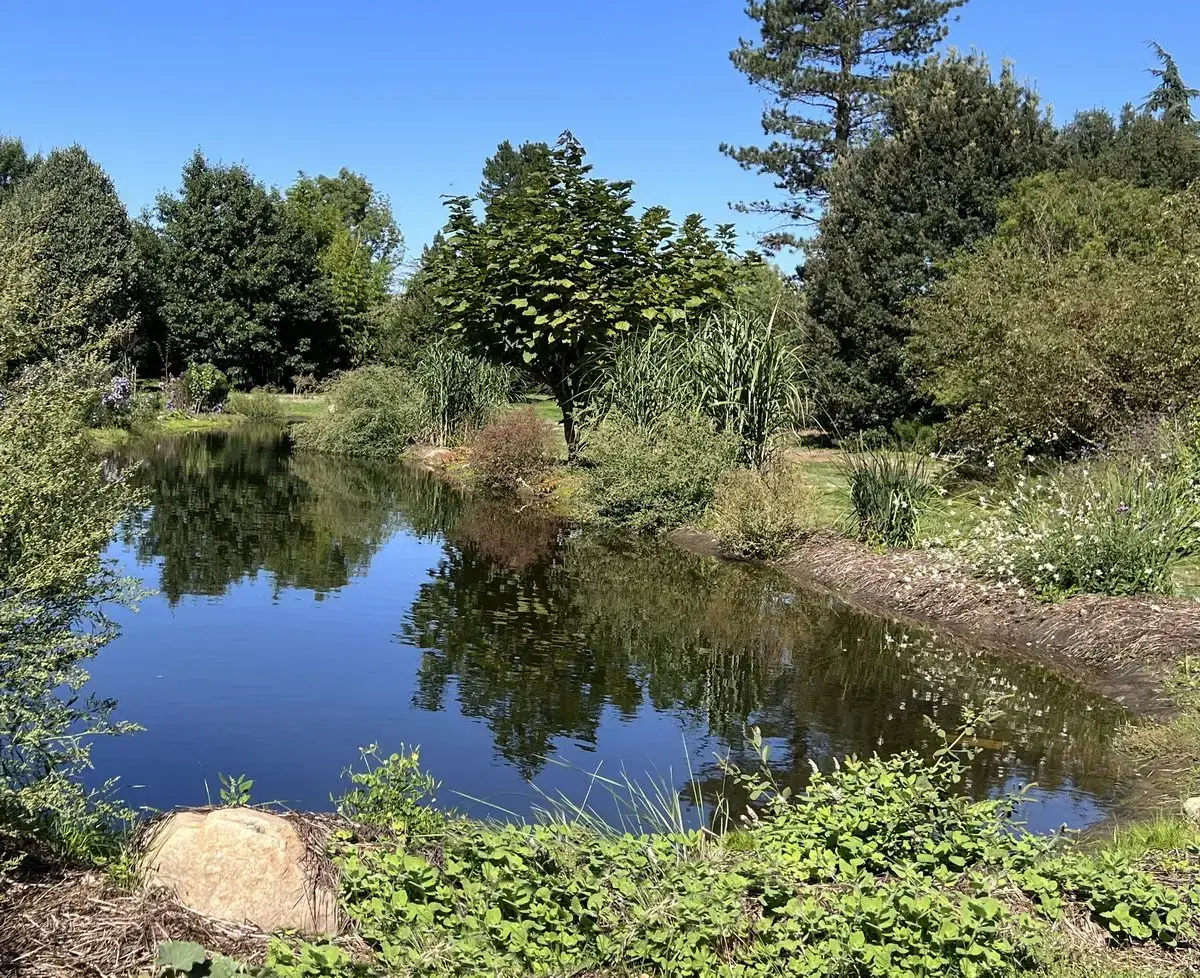 Menthe aquatique au bord de la mare