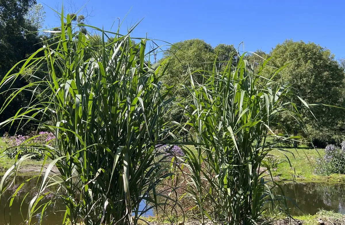 Miscanthus giganteus