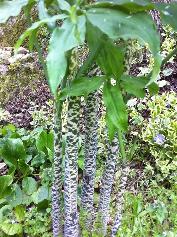 Dracunculus vulgaris