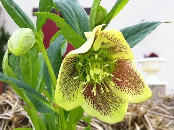 Helleborus orientalis 'White Spotted Lady'