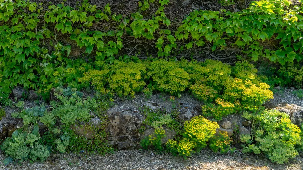 Euphorbia cyparissias