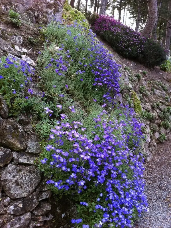 Aubrieta x cultorum