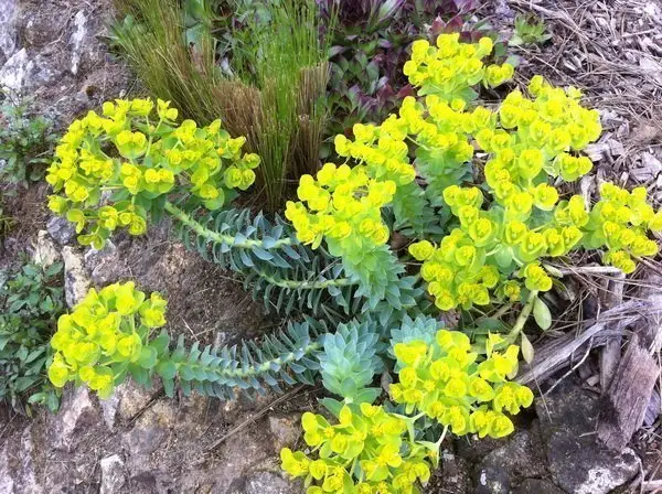 Euphorbia myrsinites