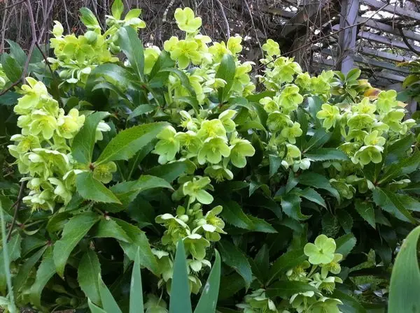 Helleborus argutifolius