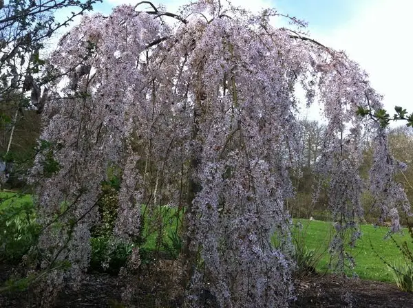 Prunus x subhirtella 'Pendula'