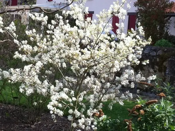 Amelanchier lamarckii
