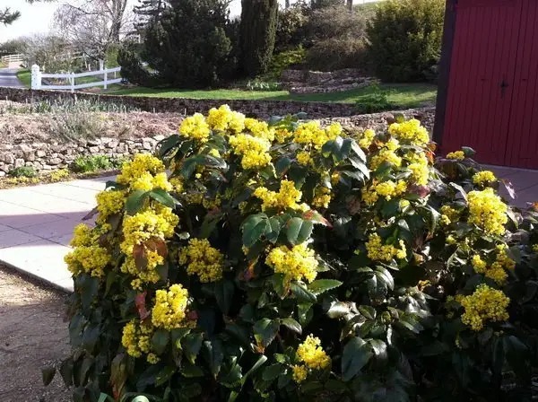 Mahonia aquifolium