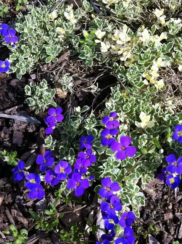 Aubrieta 'Silberrand'