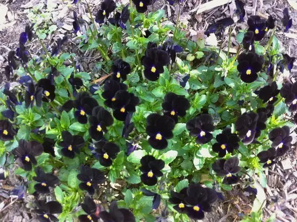 Viola tricolor 'Bowles' Black'