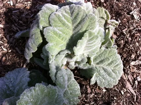 Salvia argentea 'Artemis'