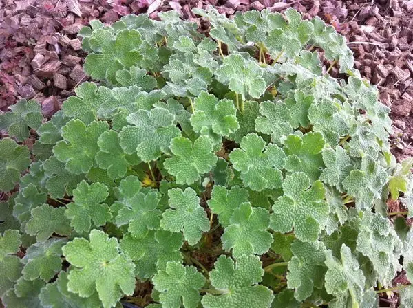 Geranium renardii