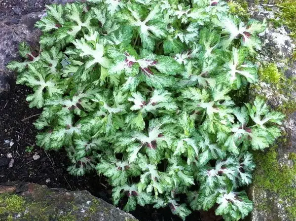 Geranium phaeum 'Springtime'