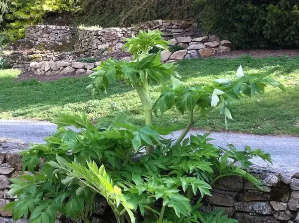 Angelica archangelica