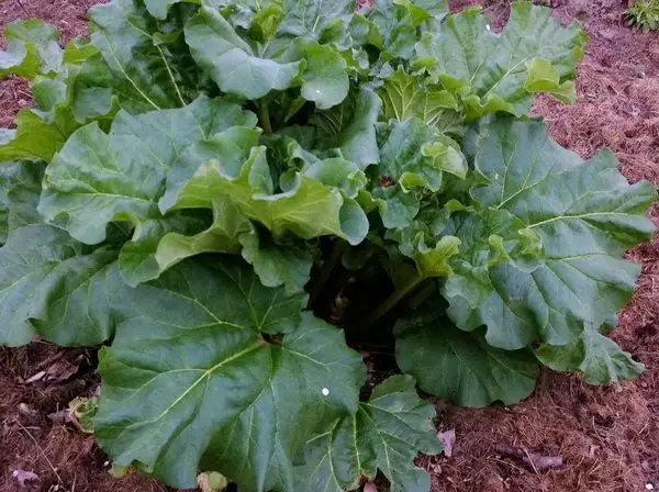 Rhubarbe