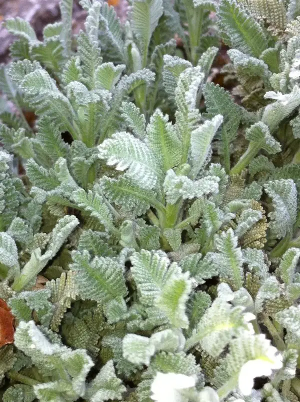 Tanacetum haradjani
