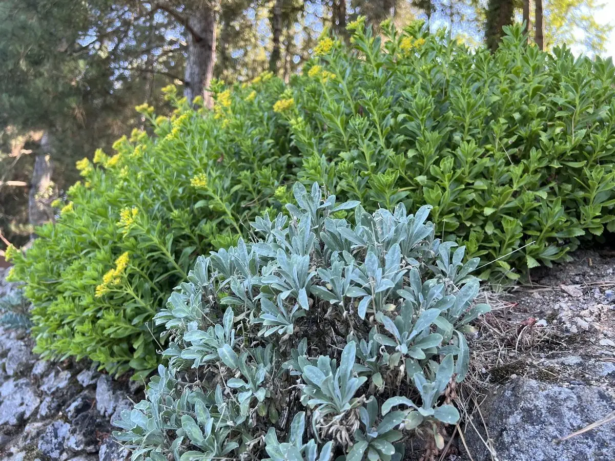 Sedum floriferum 'Weihenstephaner Gold'