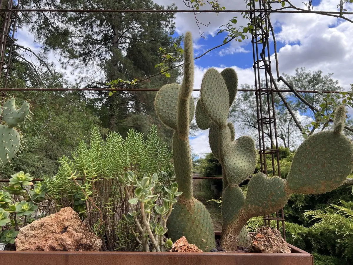 Crassula tetragona parmi d'autres succulentes