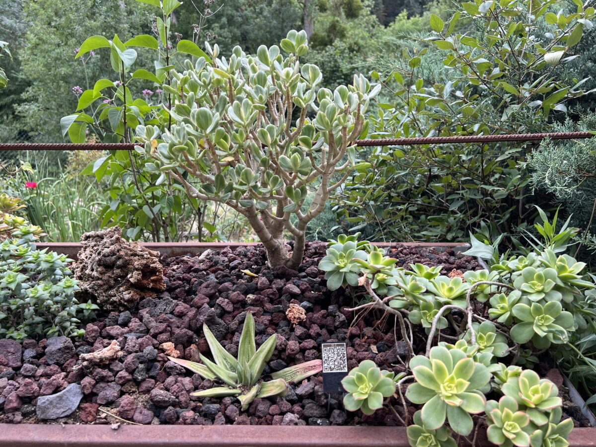 Crassula ovata 'Variegata' dans le Jardin des Succulentes