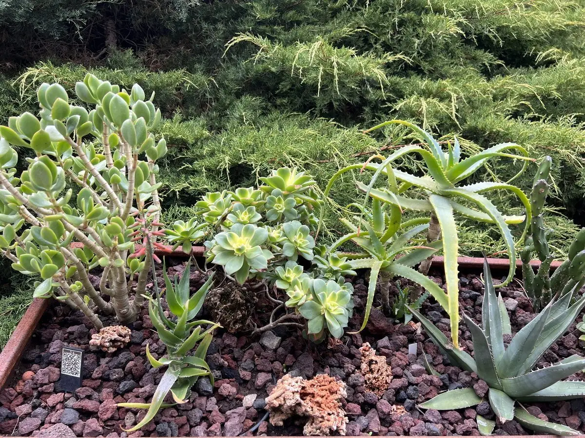 Crassula ovata, l'arbre de Jade, parmi d'autres succulentes