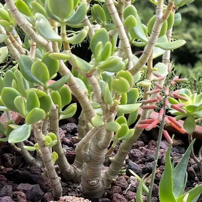 Crassula ovata – Arbre de Jade