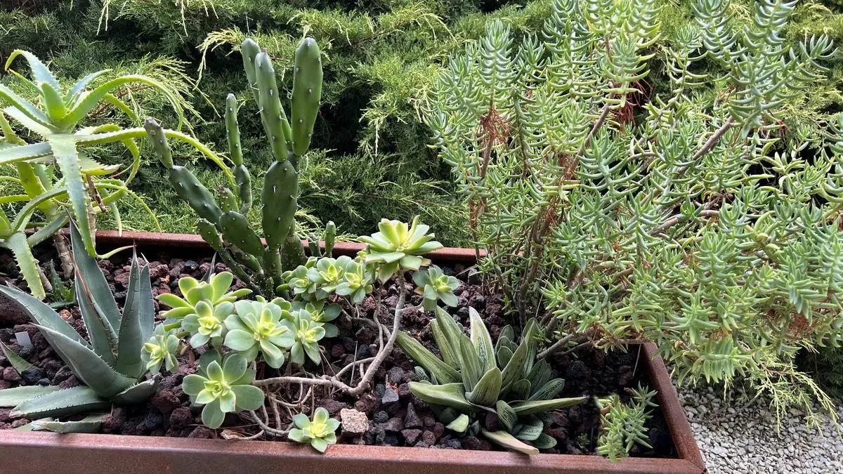 Gasteria obliqua parmi d'autres succulentes