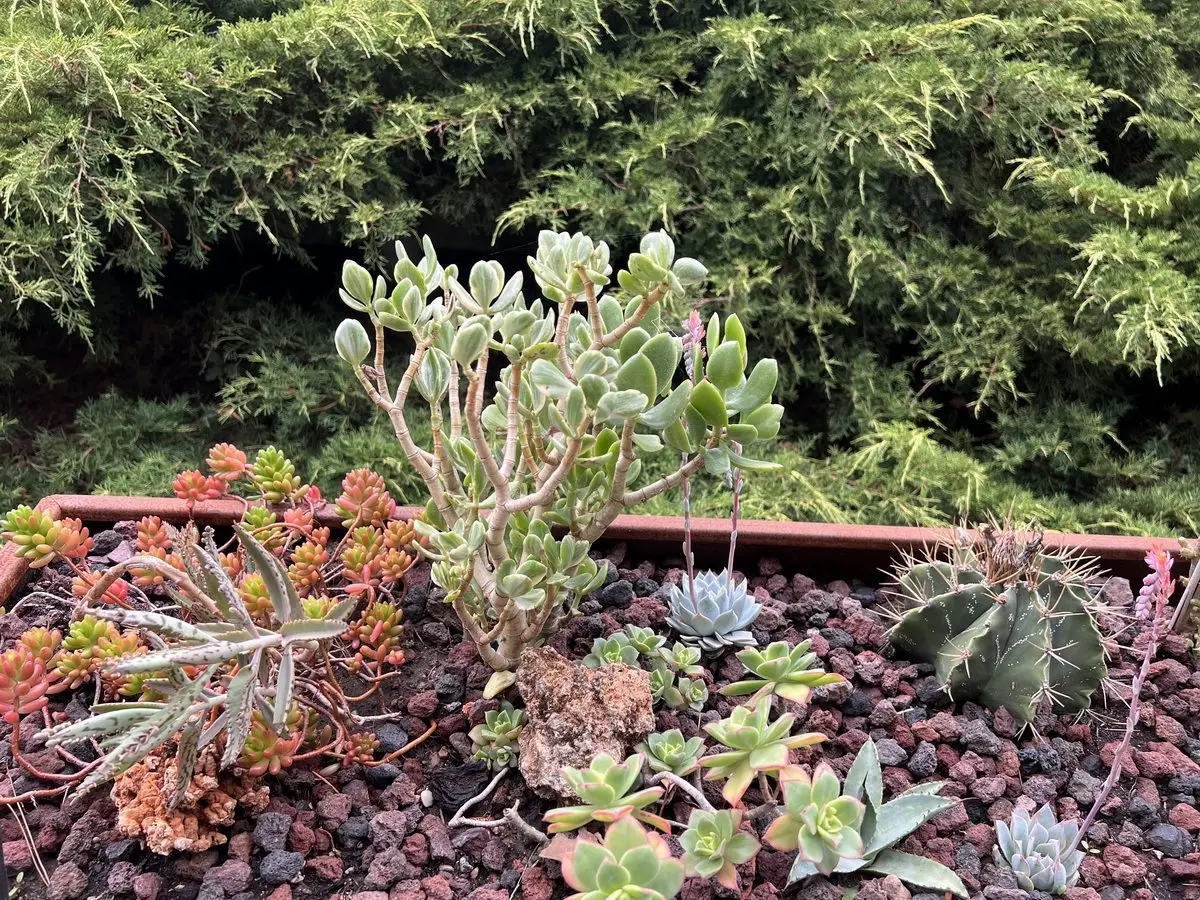 Sedum rubrotinctum