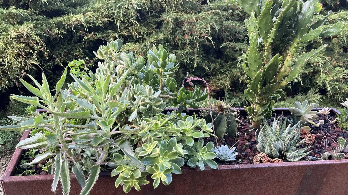 Kalanchoe daigremontiana