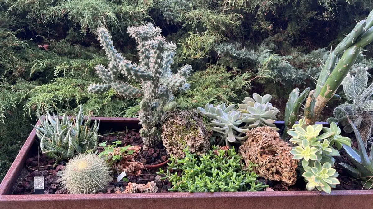 Aloe rauhii parmi d'autres succulentes