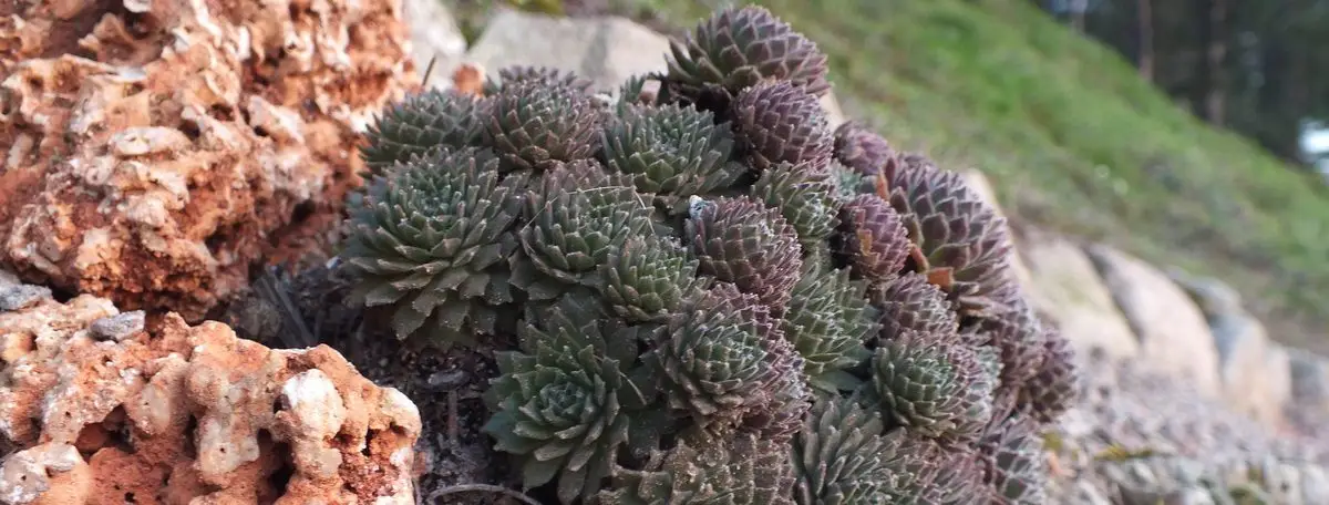 You are currently viewing Sempervivum ou joubarbe pour rocaille et potées