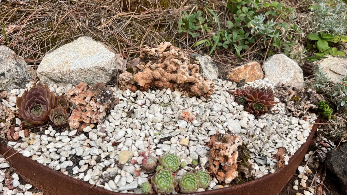 Sempervivum 'Crispyn' en haut à droite