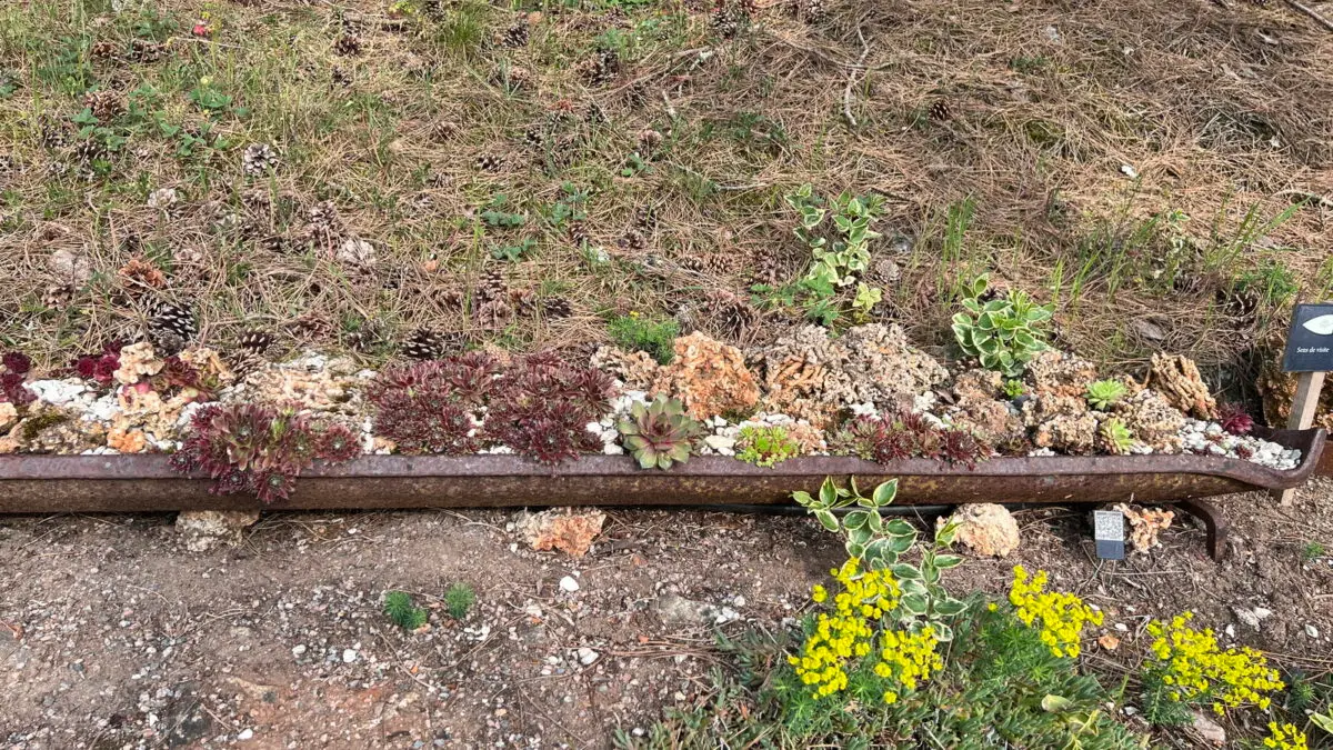Sempervivum 'Balbing' parmi d'autres succulentes