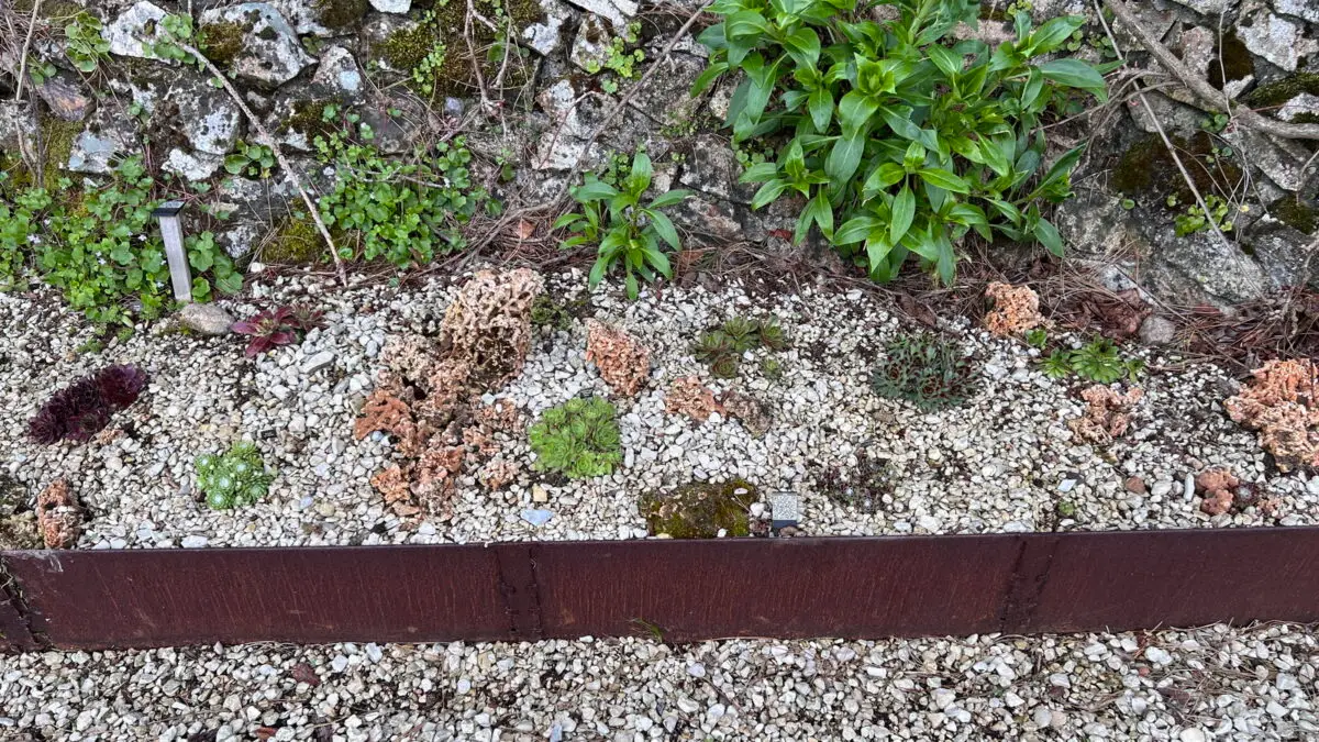 Sempervivum 'Rujome' est la jouberbe très rouge complètement à gauche