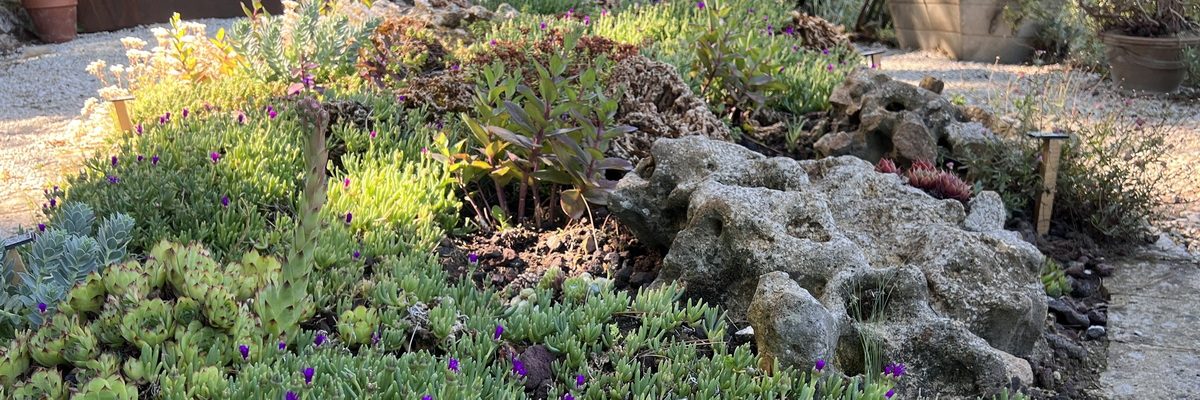Plantes succulentes rustiques pour pots, rocailles et jardins secs