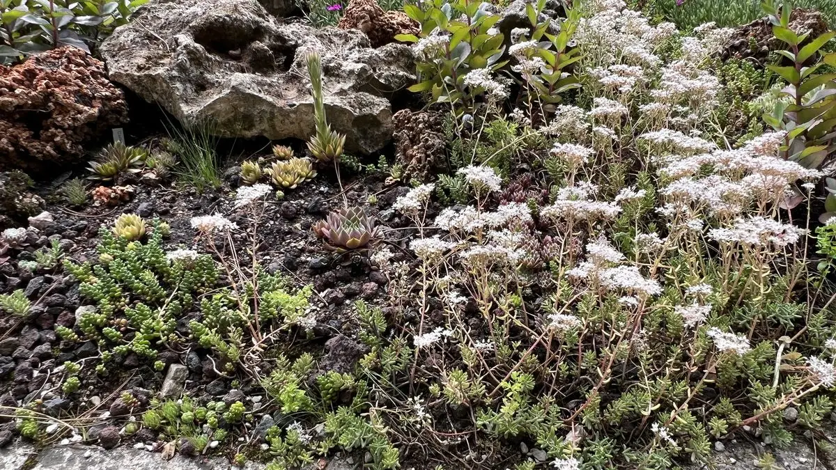 Sedum album