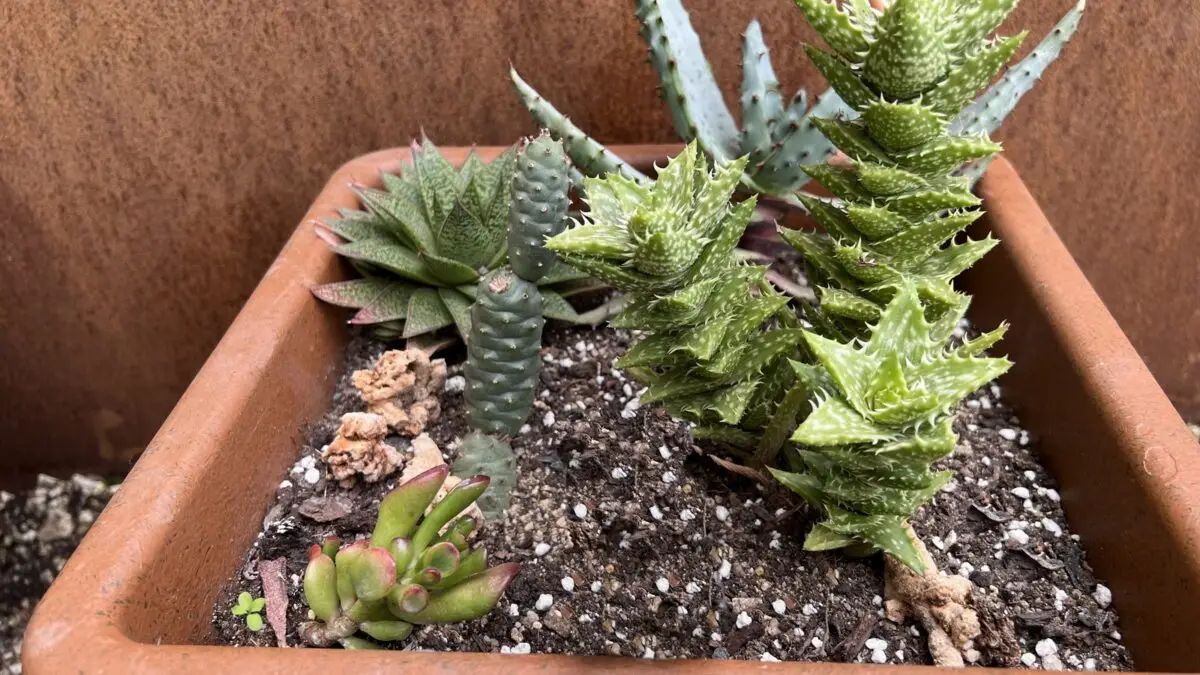 L'Aloe juvenna parmi d'autres plantes succulentes.
