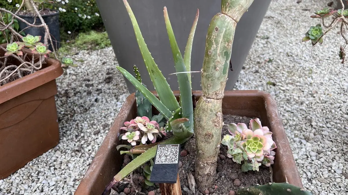 Aloe vera et autres succulentes