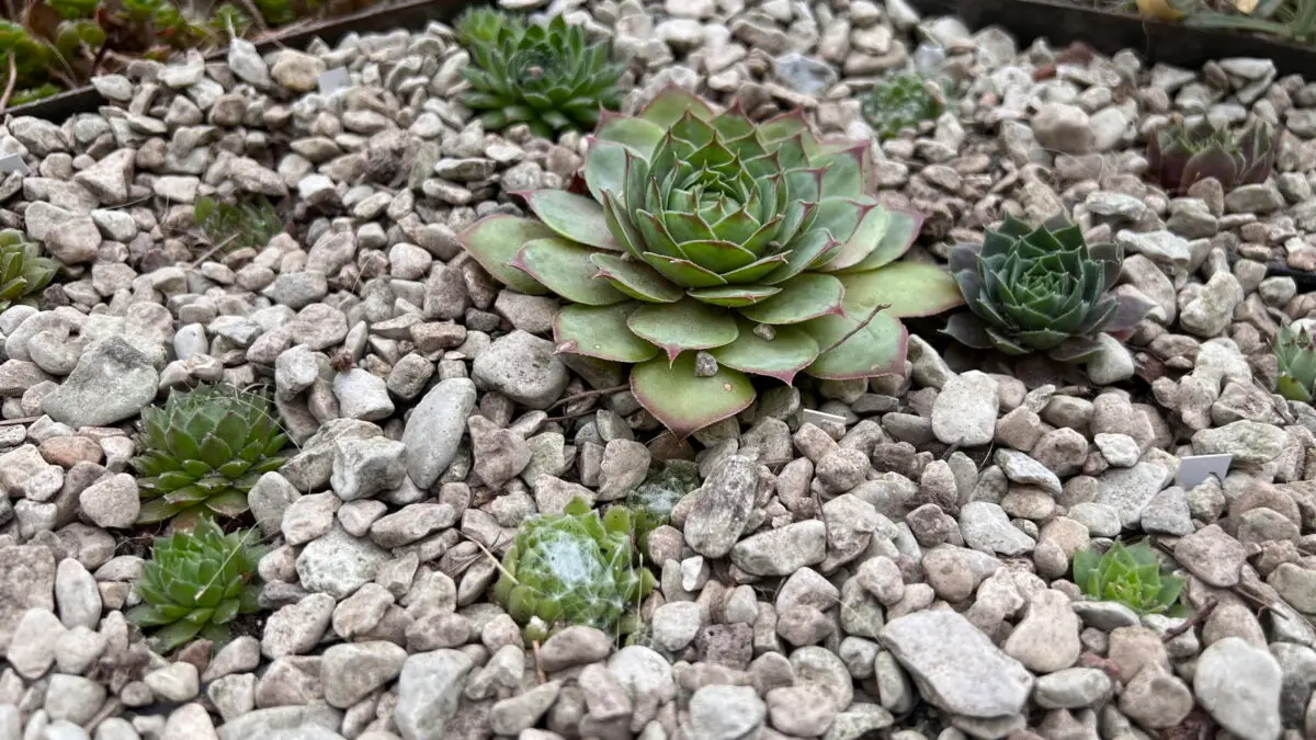 Sempervivum 'Atroviolaceum' type Saumon