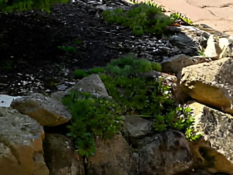 Sempervivum ciliosum ssp. octopodes