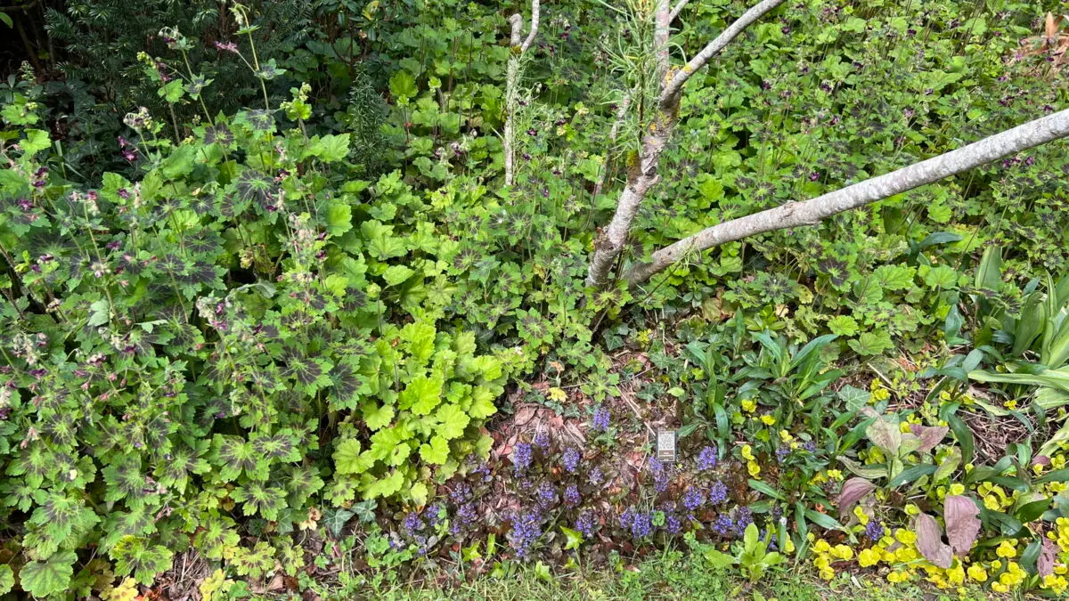 Geranium phaeum 'Samobor' dans le Jardin des Arts