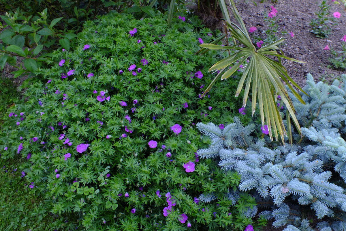 Geranium sanguineum 'Vision'