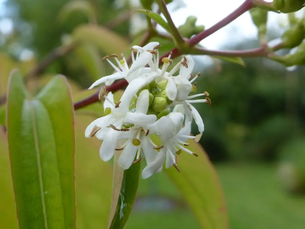 Fleur de l'heptacodium