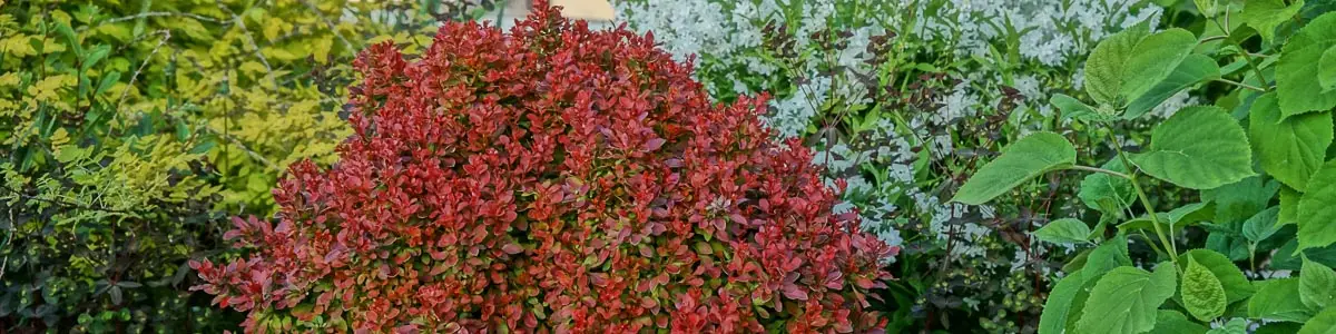 Berberis 'Admiration'