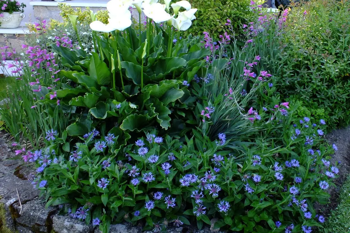 Beuet des montagnes et glaïeul