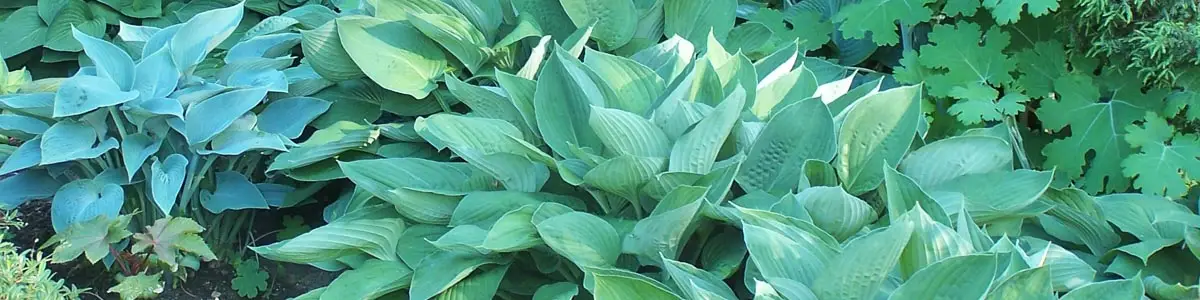 Bassin aux hostas