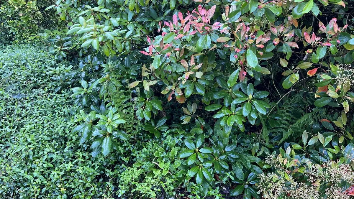 Vinca minor 'Alba' au pied de Rhododendrons et Photinias