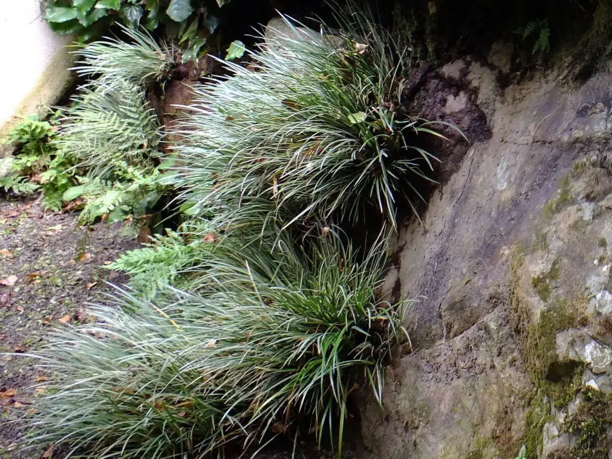 Acorus gramineus 'Variegatus' et fougères à flanc de rocher