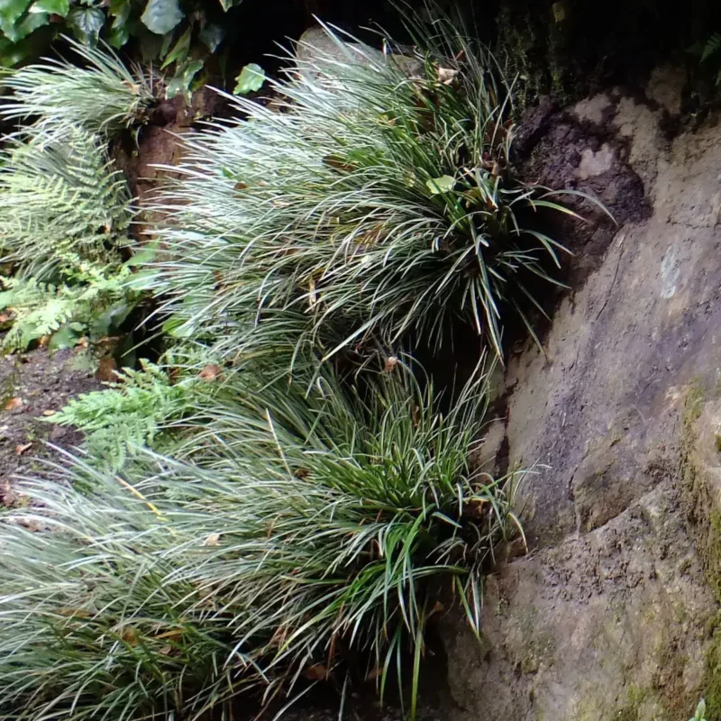 Acorus gramineus &lsquo;Variegatus&rsquo;