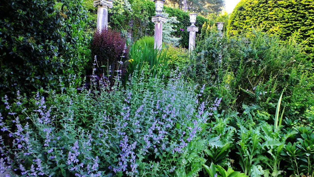 Nepeta faassenii 'Six Hill's Giant'